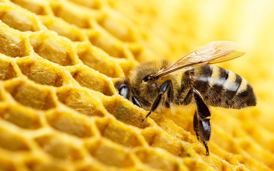 Warsztaty przyrodnicze „Poznajemy życie pszczół”