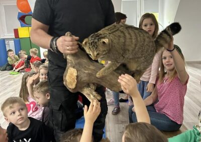Dzieci poznają leśnego kota czyli Żbika.
